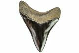 Serrated, Megalodon Tooth - Black Enamel #112597-1